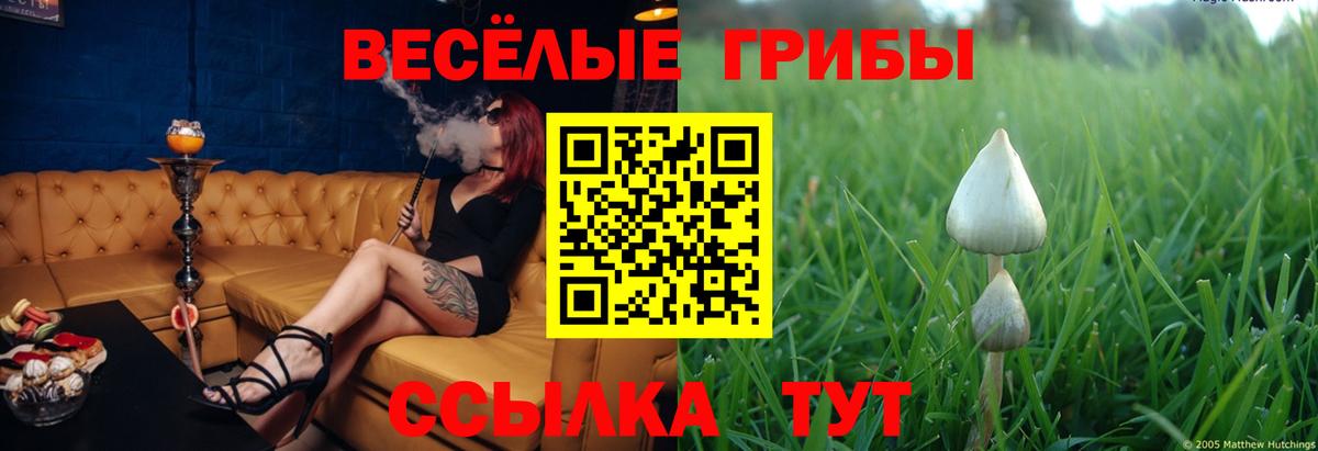Канаш  Галлюциногенные грибы Cubensis  Вход с VPN 